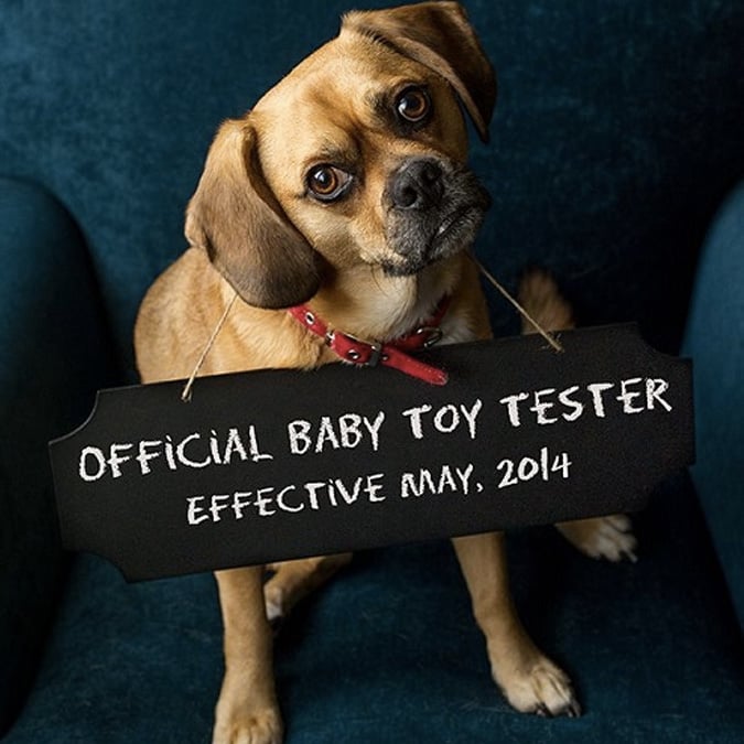 puggle-dog-baby-announcement.jpg