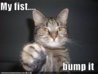 kitty bump.jpg