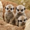 baby meerkats.jpg