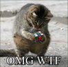 Cat-vs.-Rubiks-Cube-Picture.jpg