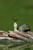 Mud_Turtle_with_Dragonfly.jpg
