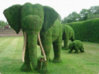 Elephant Grass.jpg