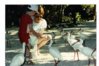 Busch Gardens Tampa Bay feeding ibises 1989.jpg