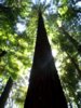 Redwood Forest.jpg