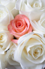 Pink Rose Among White Roses.PNG