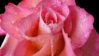 rain on pink rose.jpg