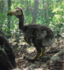 dodo-birds.jpg