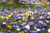 2922502-781732-crocus-flowers-growing-in-the-grass-in-spring.jpg