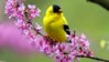 371509-beautiful-birds-spring-yellow-bird.jpg
