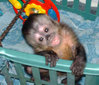 capuchin-monkey-0012.jpg