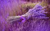 bunch-lavender-1680x1050.jpg
