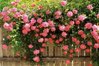 Pink Roses on fence.jpg