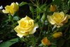 Yellow Roses 2014.jpg