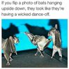 bat dance.jpg
