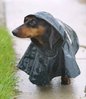 doxie in raincoat.jpg