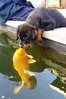 puppy and goldfish.jpg