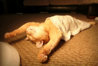 funny-sleeping-cats-1.jpg