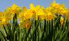 Daffodils-006.jpg
