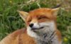 red-fox-hd-1440x900.jpg