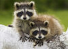 raccoon-babies.jpg