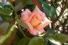 Peach Rose I.JPG