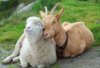 Goat and Sheep 19_2017360668_n.jpg