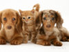 dachsie puppies with kitten.jpg