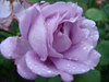Lavender Rose.jpg