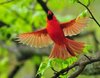 cardinal with wings opened wide.jpg