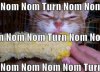 corn kitty.jpg