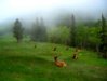 elk-in-the-mist-rw (Large).jpg