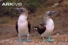 Pair-of-blue-footed-boobies.jpeg