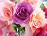 roses_flowers_plant_216000.jpg
