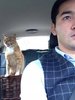 backseat cat driver.jpg