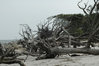 driftwood-3.jpg