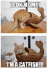 Funny-cat-fish.jpg
