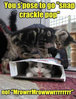 funny-cats-playing.jpg