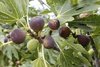 fig-trees-and-figs2 (1).jpg