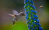 колибри-и-пчела-собирают-нектар-с-цветка.jpg
