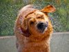 why-dogs-smell-so-foul-when-they-get-wet.jpg