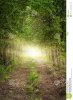 light-end-wooded-forest-path-37853656.jpg