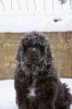 top-10-cold-weather-dog-breeds-for-a-family-w-L-zK2yBN.jpeg