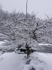 snow tree.jpeg
