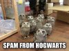 funny-owls-mail-Hogwarts-vet.jpg