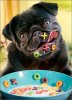 cd5765-dog-alphabet-cereal-birthday-card.jpg