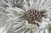 Snow branch and pinecones.jpg