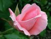 Pink Rose 2016 copy.jpg