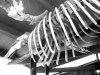 whale skeleton.jpg