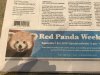 Red Panda.jpg