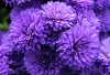 purple-mums-ronda-ryan.jpg